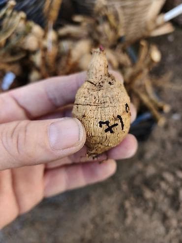 зубы вампира: Георгины серии XXL – сорт Taxco (на фото – бордовые махровые шары с — 4