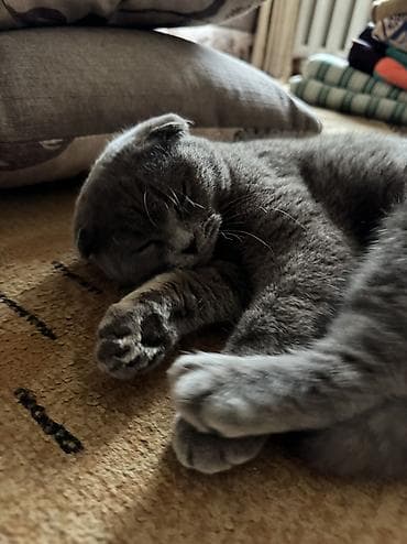 scottish fold: Скотиш Фолд (Шотландская вислоухая), 8 месяцев, Девочка, Голубой, Приучена к лотку — 3