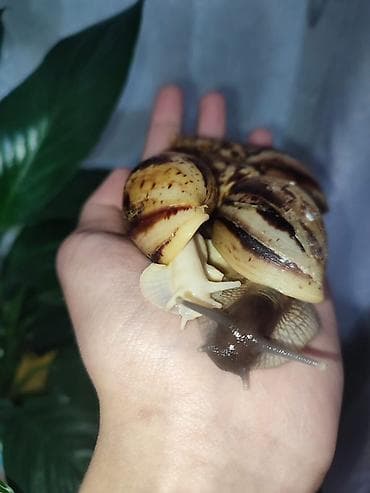 черепаха живая: Предлагаются: - Молодые водные черепахи красноухая одна большая и — 4