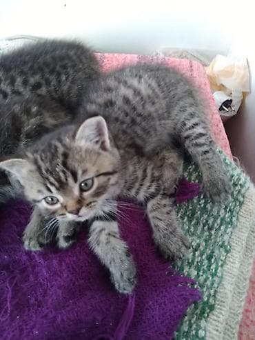 1 800 kgs котяты: Шотландские котята. 1,5 месяца. Красивые, к лотку приучены, кушают — 2