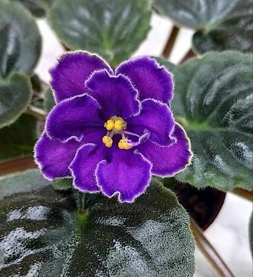 большие растения: В продаже крупные детки и стартеры, взрослые сортовые фиалки, Отправка — 10