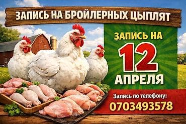 цыплята ломан браун: Продаю | Цыплята | Бройлерная | Для разведения — 1