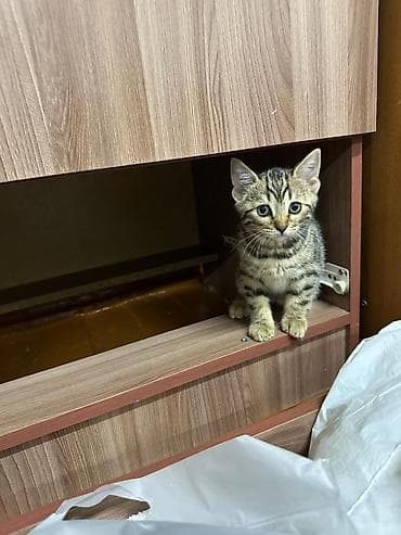 Скотиш Страйт (Шотландская прямоухая), 2 месяца, Девочка, Приучена к лотку at lalafo.kg Скотиш Страйт (Шотландская прямоухая), 2 месяца, Девочка, Приучена к лотку