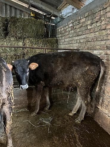 Кемирүүчүлөр: Сатам | Музоо | Аргын | Бордоп семиртүү үчүн | Байланган — 1