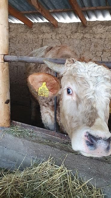 Үй жаныбарлары үчүн товарлар: Сатам | Бука (эркек) — 3