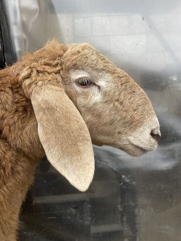 инкубатор норма лупер: Продаю | Баран (самец) | Арашан | Для разведения — 5