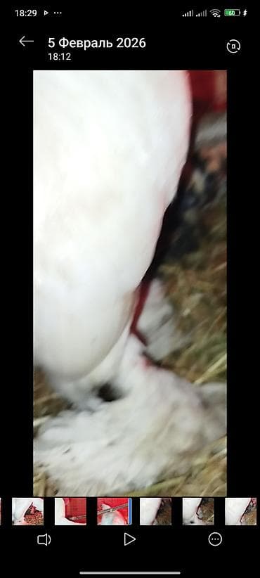 продаю птиц: 1+1 — 2