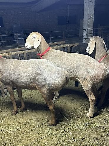 кой сойу: Продаю | Овца (самка) — 3