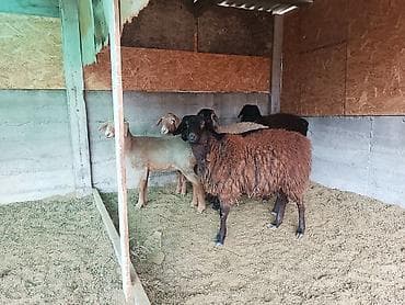 Үй жаныбарлары үчүн товарлар: Сатам | Ургаачы кой (ургаачы) | Көбөйтүү үчүн | Ургаачы — 3