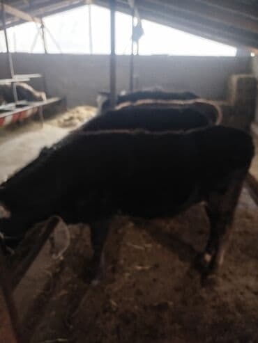 пекинес щенок: Продаю | Бык (самец) | На откорм | Привязанные — 6