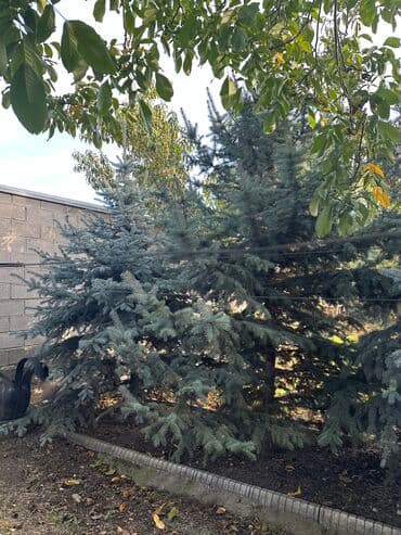 мишура цена бишкек: Голубые ели от 2м до 4м 
Цена договорная — 2