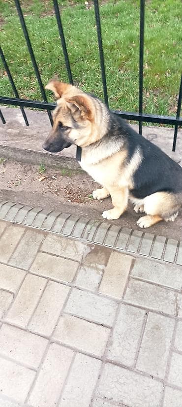 сенбернар щенок цена: Немецкая овчарка, 6 месяцев, Самка — 2