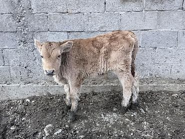 Баран, овца: Продаю | Музоо, торпок | На откорм — 1