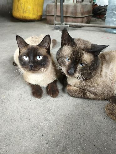 кошеи: Котята от сиамской кошки - Помёт от породистой сиамской кошки с — 5