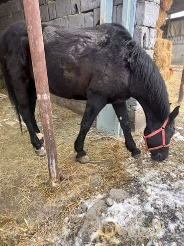 кане карсо: Продаю | Кобыла (самка) | Полукровка, Английская, Кара Жорго | Для разведения, Рабочий, Конный спорт | Племенные — 3