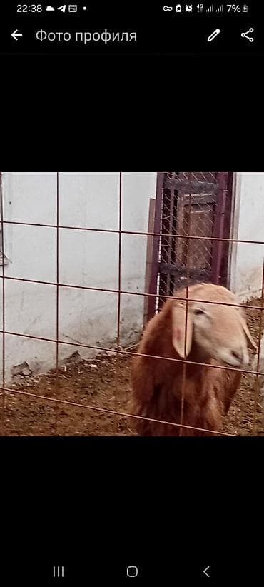 продаю петухов: Продаю | Баран (самец) | Арашан — 1