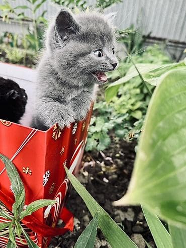 кошка веслоухая: 1 месяц, Мальчик, Приучена к лотку — 3