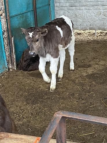 Продаю | Музоо, торпок | На откорм