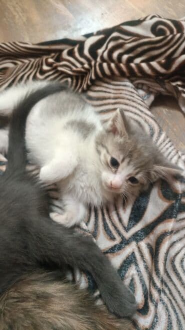 Продажа кошек: Отдаю котёнка в добрые руки! Осталась одна девочка! Район Кызыл Аскера — 1