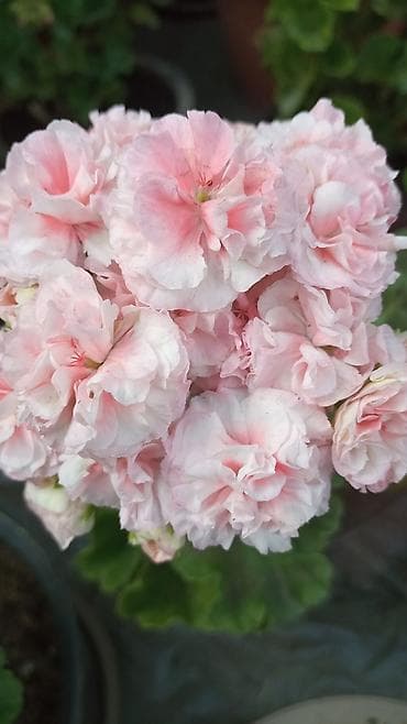 разведение: Пеларгонии (герань зональная) — сортовые кустики в горшках — 5