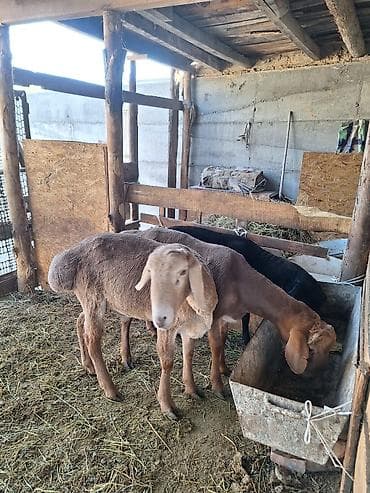 купить птиц: Продаю | Баран (самец) | Для разведения | Племенные — 6