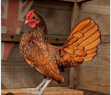 кохинхин карликовый: Продаю | Куры | Для разведения — 1