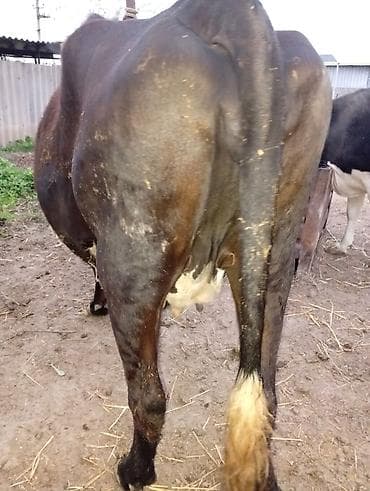 Үй жаныбарлары: Сатам | Уй (ургаачы) | Сүт алуу үчүн | Байланган — 5