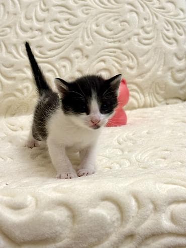 мышык бишкек: Ищем хозяина для молодой кошки и котят. Сима, молодая кошка — 1