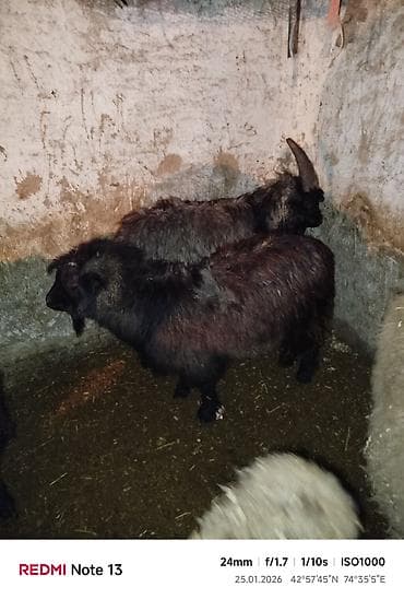 Продаю | Козёл (самец) | Для разведения | Осеменитель