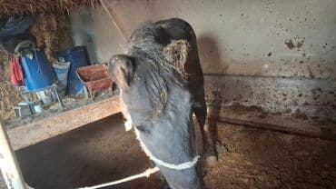 бодоно птица: Продаю | Конь (самец) | Для разведения, Конный спорт | Племенные — 4