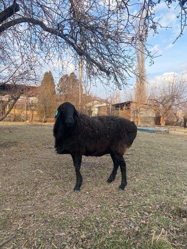 собака офчарка: Продаю | Баран (самец) — 2