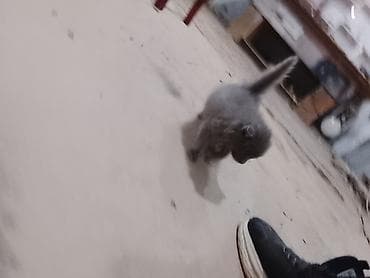 Продажа собак: Продам котята кошки — 2