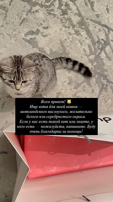 шотландские кошки: Ищу кота-производителя для вязки с моей кошкой. Требования: - Порода — 1