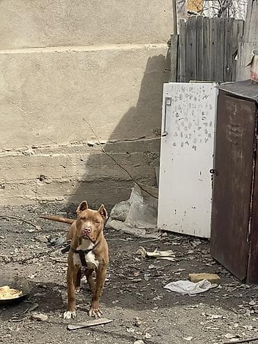 Продажа собак: Пёс (питбультип) рыжего окраса с белыми отметинами на груди и лапах — 2