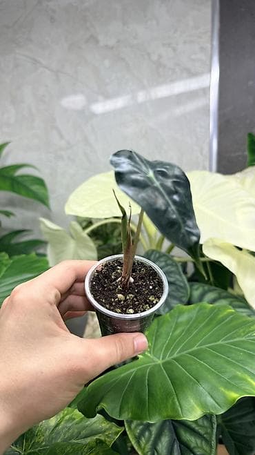 купить калифорнийского червя: Детки Алоказии Полли по 200 Монстера адансони вариегатная (Monstera — 9