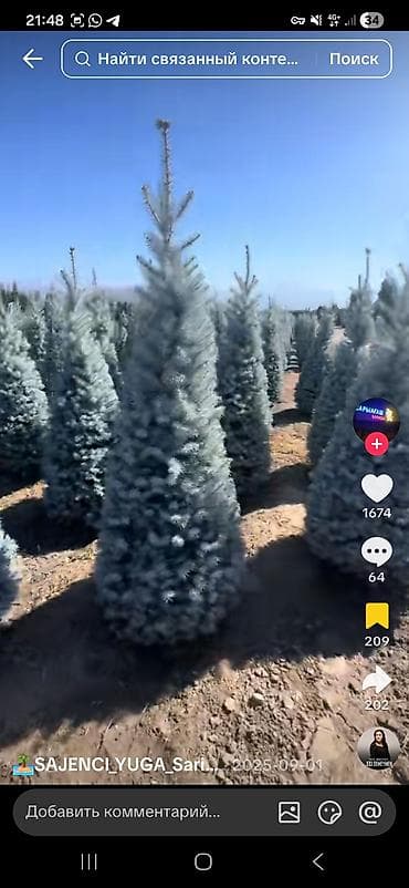 детская мебель 3 в 1: Ель колючая (Picea pungens) голубая, питомничные посадки. - Сорт/тип — 3