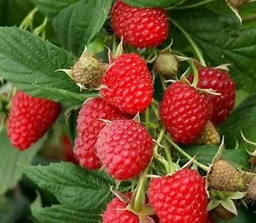 Малина В розницу