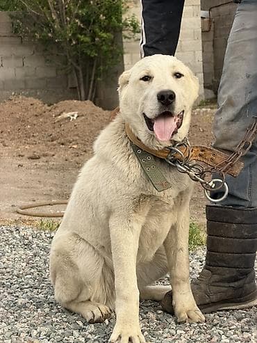 Продажа собак: Алабай, 5 месяцев, Самец — 3