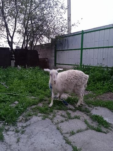 ит бишкек: Сатам | Эчки (ургаачы) | Сүт алуу үчүн — 1