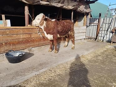 коза заненская: Продаю | Бык (самец) | Герефорд | На откорм — 5