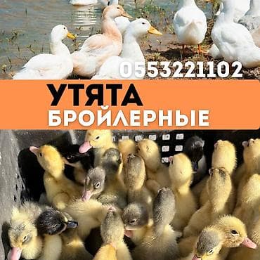 Продаю | Цыплята | Бройлерная | На забой