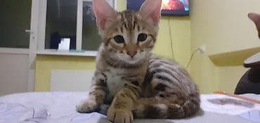 Продажа кошек: Бенгальская, 1 месяц, Мальчик, Черепаховый, Приучена к лотку — 2
