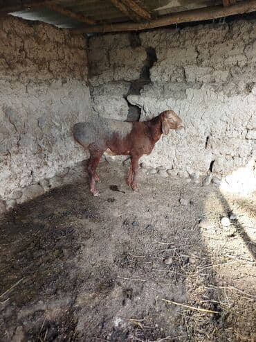 куры доминанты: Продаю | Баран (самец) | Для разведения | Племенные — 4