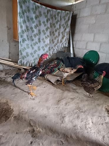 бенгал кошка цена: Продаю8000 — 5