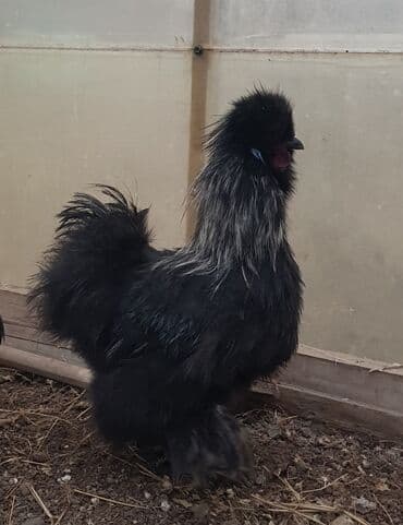 Шелковые Куры ( по 2000с. ) и карлики ( по 800с. ) — 1