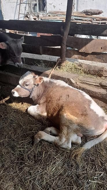 клетка для птицы: Продаю | Бык (самец) | Полукровка | На откорм | Привязанные — 6