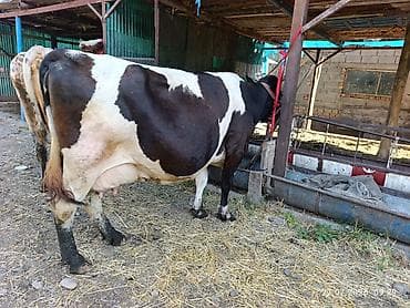 пекинес карликовый: Продаю | Корова (самка) | Алатауская | Для молока | Привязанные — 5