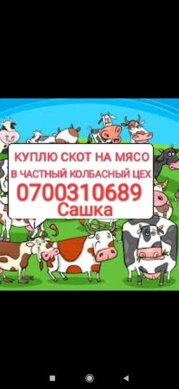 продажа щенков немецкой овчарки с документами в бишкеке: Куплю в частный колбасный цех скот любой упитанности приезжаю сам. Без — 1