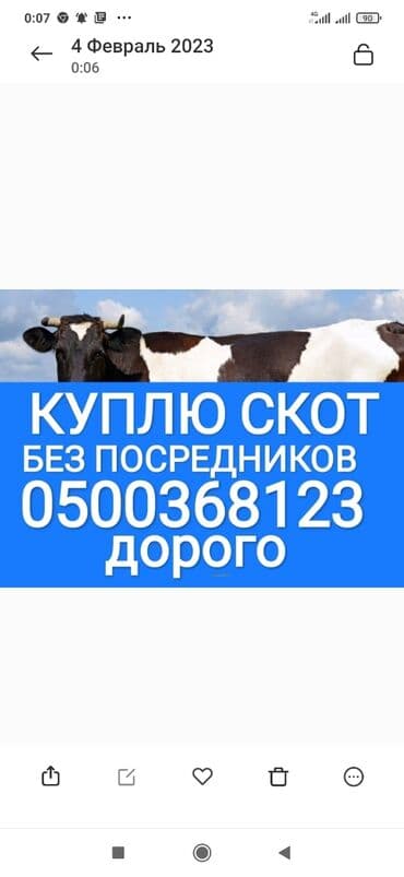 Куплю | Коровы, быки, Лошади, кони | Круглосуточно, Любое состояние, Забитый at lalafo.kg Куплю | Коровы, быки, Лошади, кони | Круглосуточно, Любое состояние, Забитый