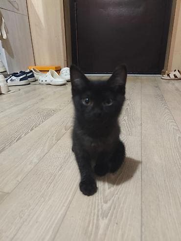 кошка белая: 3 месяца, Мальчик, Черный, Приучена к лотку — 3